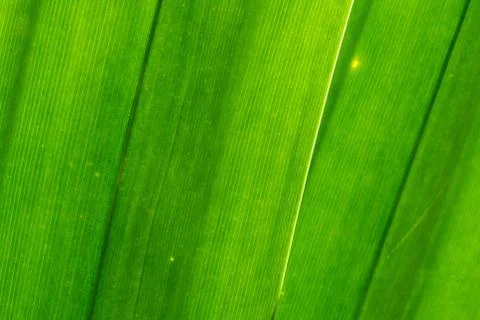 Green leave Stock Illustration