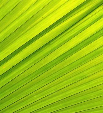 Green leave Stock Illustration