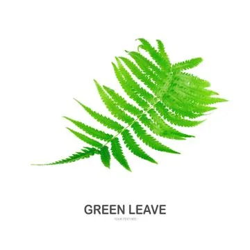 Green leave isolate on white background. Stock Photos