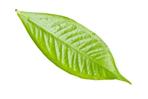 Green leave isolated Stock Photos