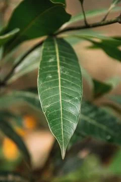 Green leave of mango tree Stock Photos