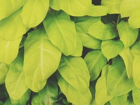Green leave pattern for background in garden park in vintage tone. Stock Photos
