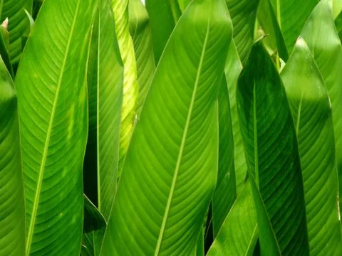 Green leave pattern nature background Stock Photos