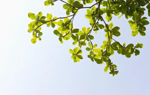 Green leave Stock Photos