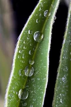 Green leave Stock Photos