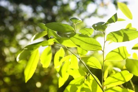 Green leave Stock Photos