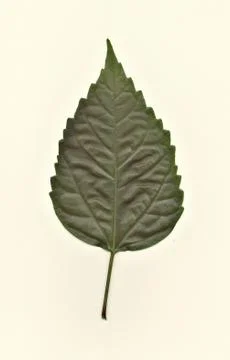 Green leave Stock Photos