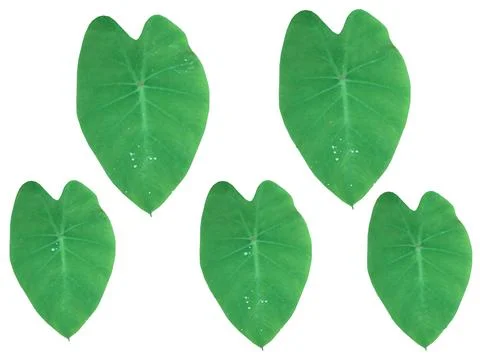 The green leave Stock Photos
