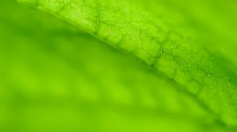 Green leave structure Stock Footage 10820124