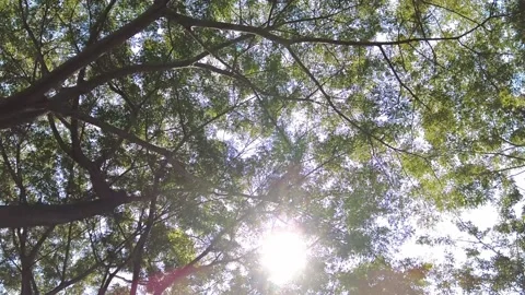 Green leave at sunlight background. Nature view leaf in garden Stock Footage 145068259