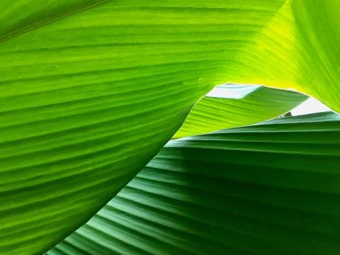 Green leave texture for background Foto stock