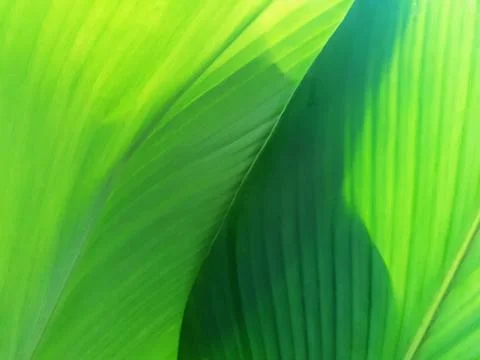 Green leave texture for background Stock Photos