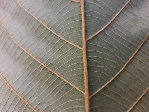 Green leave texture for background Stock Photos