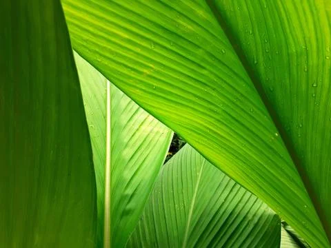 Green leave texture for background Stock Photos