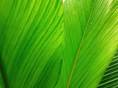 Green leave texture for background Stock Photos