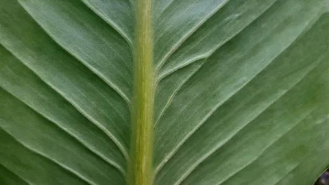 Green leave texture for background Foto stock