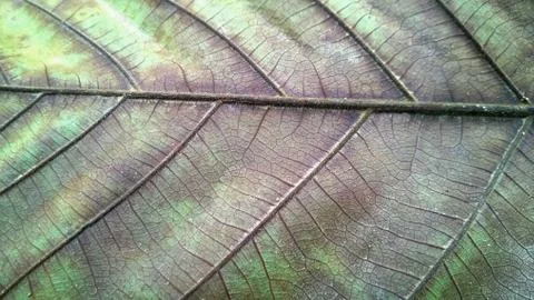 Green leave texture for background Stock-Fotos