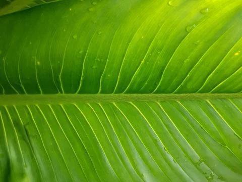 Green leave texture for background Foto stock