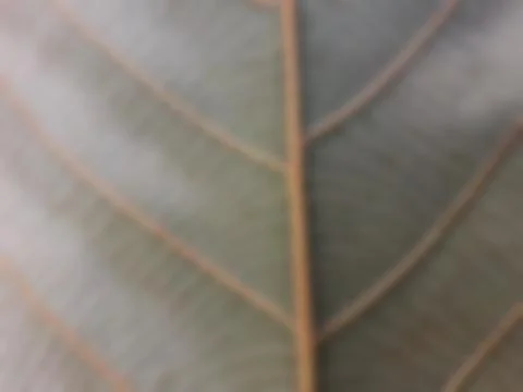 Green leave texture for blurred background Stock-Fotos