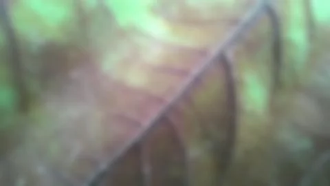 Green leave texture for blurred background Stock Photos