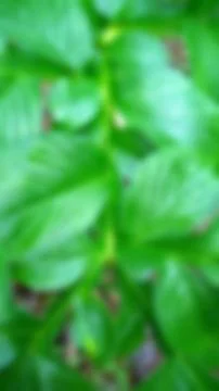 Green leave texture for blurred background Stock Photos