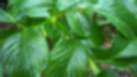 Green leave texture for blurred background Stock Photos