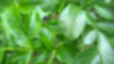 Green leave texture for blurred background Stock Photos