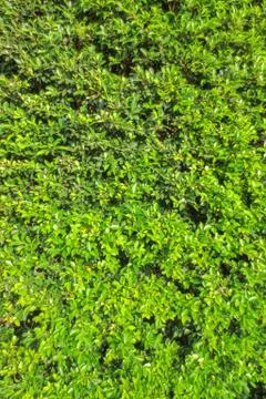 Green leave texture with edit light and color Stock Photos