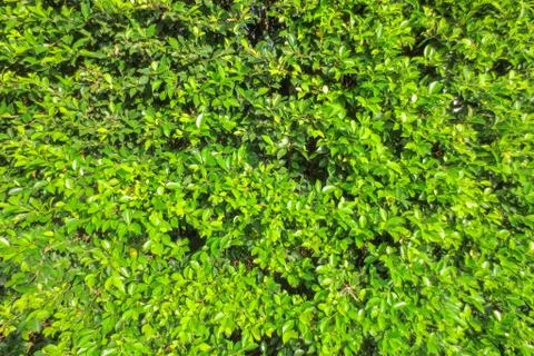 Green leave texture with edit light and color Stock Photos