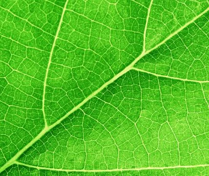 Green leave texture Stock Photos