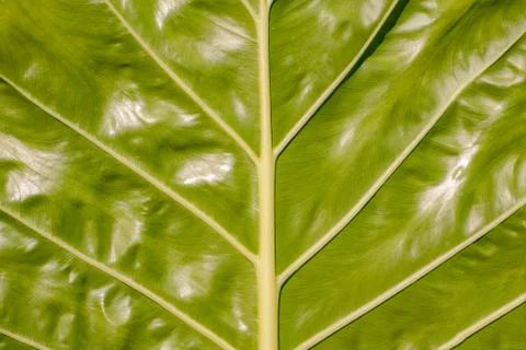 Green leave texture Stock Photos