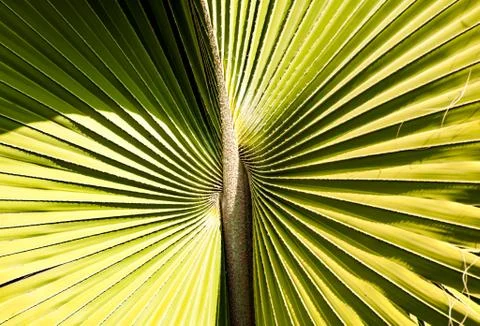 Green leave texture Stock Photos