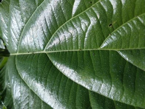 Green leave texture Stock Photos