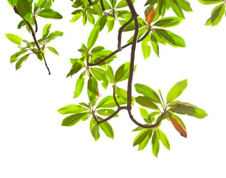 Green leave on white background Stock Photos