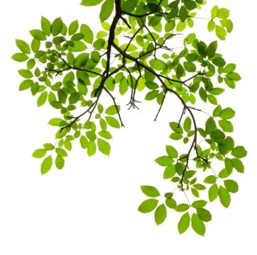 Green leave on white background Stock Photos