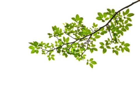 Green leave on white background Stock Photos