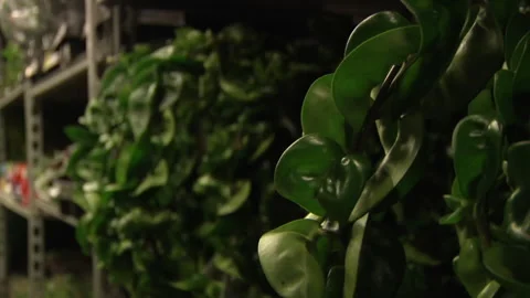Green leaved Plants Video stock 136210676