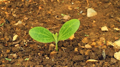 Green Leaves 1 Video stock 36583105