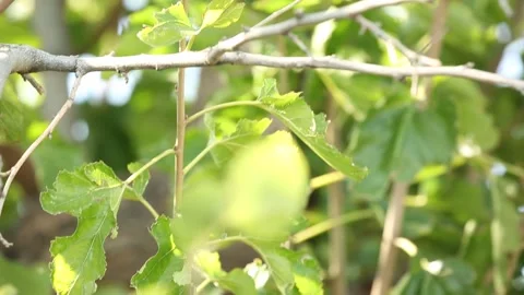 Green leaves 1 Stock Footage 321196755