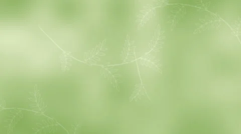 Green Leaves 1080  background Stock Footage 50660757