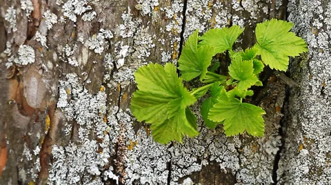 Green Leaves 2 Video stock 36584487