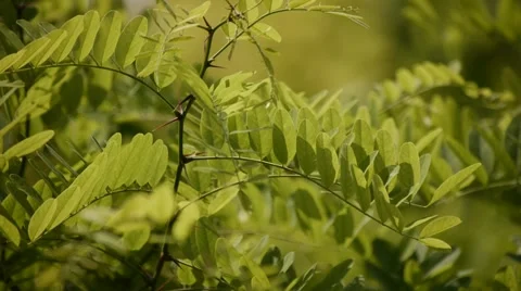 Green leaves 2 Stock Footage 50019510