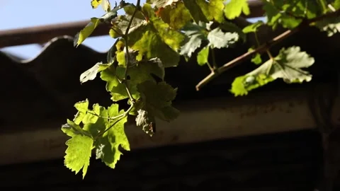 Green leaves 2 Stock Footage 321196965