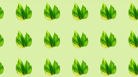 Green leaves 2D background animation, seamless looping, 4K Stock Footage 138542026