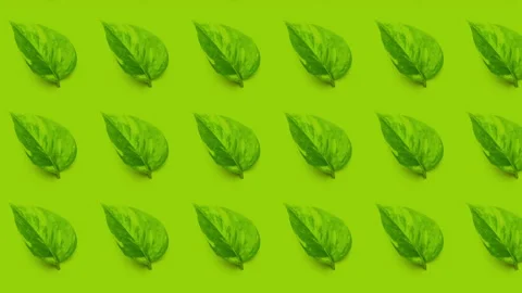Green leaves 2D background animation, seamless looping, 4K Stock Footage 138542422
