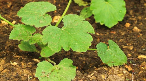Green Leaves 3 Video stock 36584430