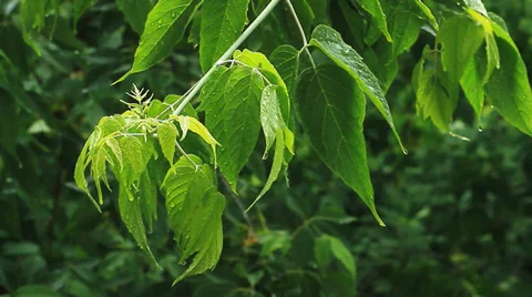 Green Leaves 4 Video stock 36584045