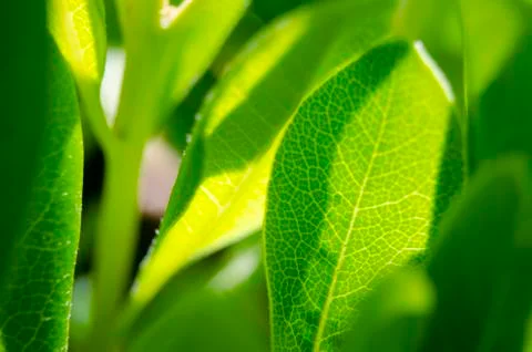 Green leaves 4 Stock Photos