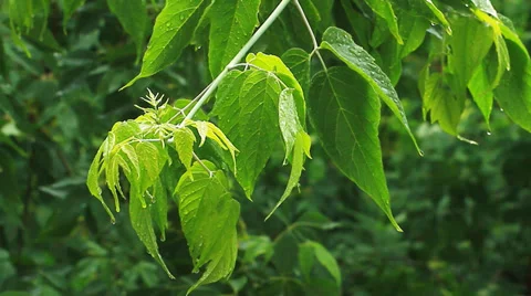 Green Leaves 5 Video stock 36584243