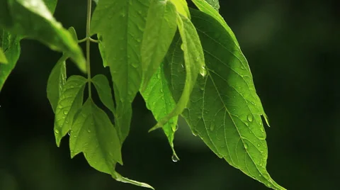 Green Leaves 6 Stock Footage 36584219